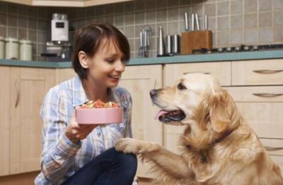 Lo que debe comer un perro según su edad