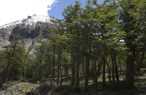 CONAF celebra 50 años de vida al servicio de los bosques y la naturaleza de Chile