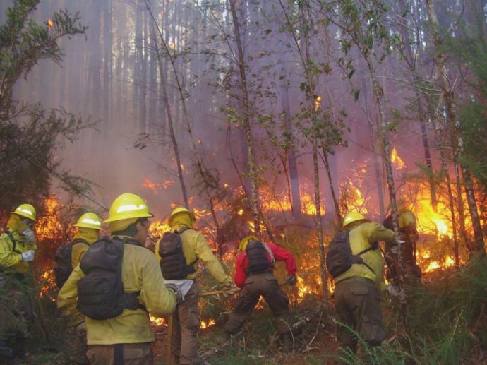 CONAF celebra 50 años de vida al servicio de los bosques y la naturaleza de Chile