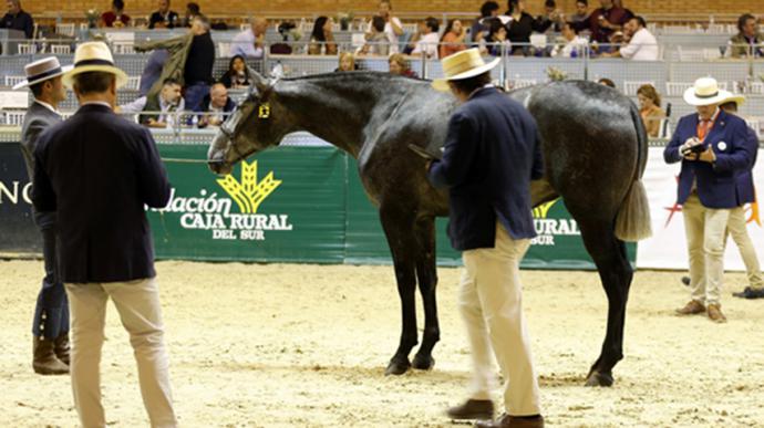 La trigésimo segunda edición del Salón Internacional del Caballo en Sevilla