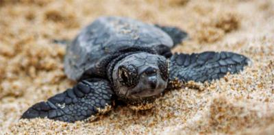 El encanto del litoral Valenciano hace que las tortugas BOBAS, aniden en las costas españolas
