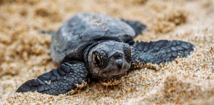 El encanto del litoral Valenciano hace que las tortugas BOBAS, aniden en las costas españolas