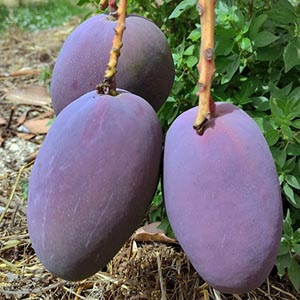 La temporada dorada: mangos premium y caviar cítrico revolucionan la gastronomía