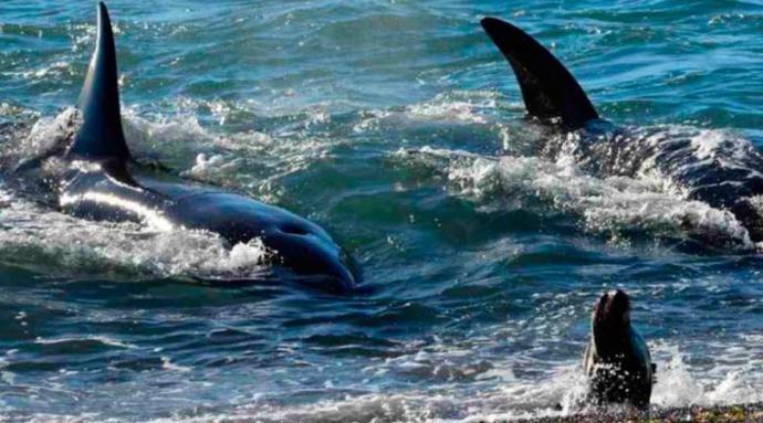 Fauna marina vuelve a repoblar las playas del norte durante cuarentena