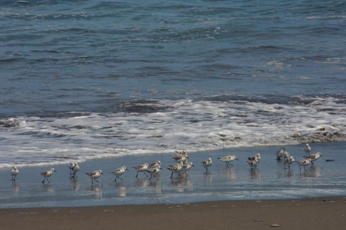 Fauna marina vuelve a repoblar las playas del norte durante cuarentena