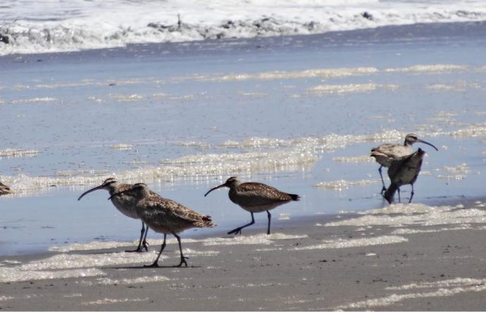 Fauna marina vuelve a repoblar las playas del norte durante cuarentena