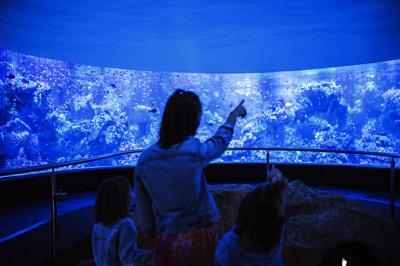 Loro Parque, el mayor parque de animales de Tenerife, presenta Coral Kingdom, una experiencia inmersiva en el mayor arrecife de coral fuera del océano