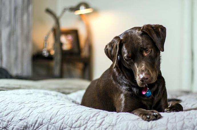 Peligros de que tu perro tenga acceso a todas las estancias de la casa