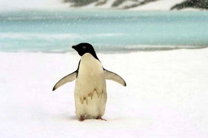 Los pingüinos son extremadamente sensibles a cambios ambientales a gran escala y sirven para monitorear la salud global de los océanos.