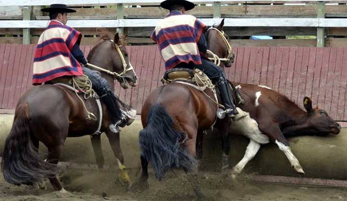 Foto de referencia de un Rodeo chileno