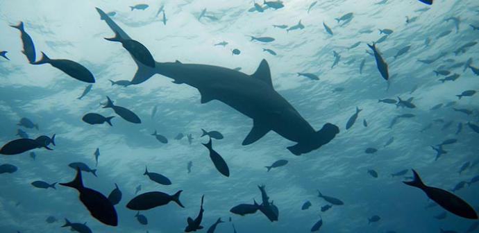 Más vale tarde que nunca: México cumple sus obligaciones internacionales de protección para los tiburones del Atlántico