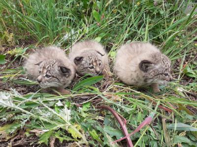 Crías de lince ibérico