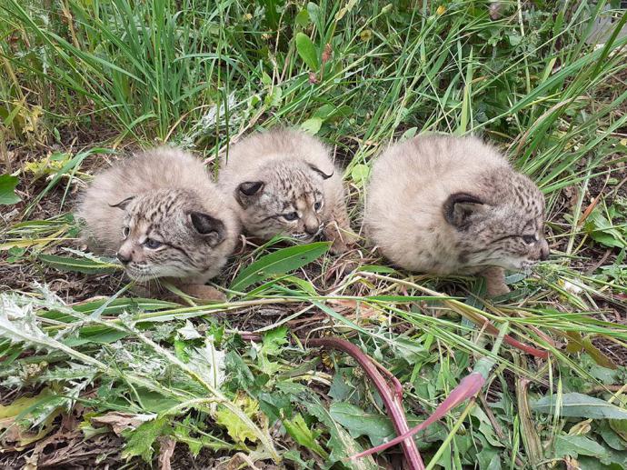 Crías de lince ibérico