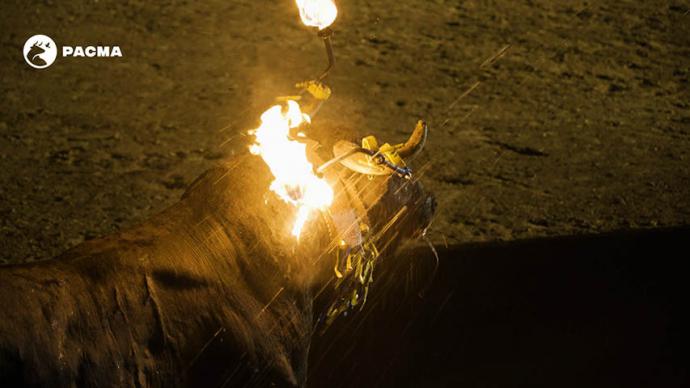 Un toro se quema durante más de un minuto en un festejo taurino en Villastar