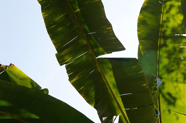 Grandes plantas de hojas verdes, el toque exótico y natural de cualquier hogar 