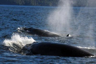 Unas cuarenta ballenas sei frecuentan el Estrecho de Magallanes cada verano