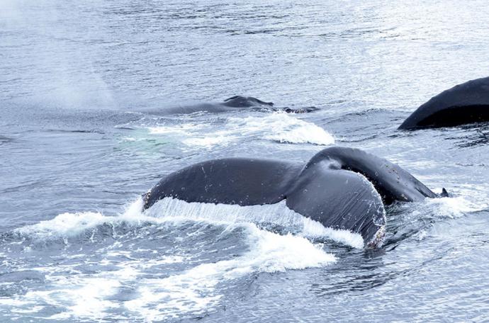 Unas cuarenta ballenas sei frecuentan el Estrecho de Magallanes cada verano