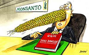 El dilema mexicano: usar o no el maíz transgénico de Monsanto