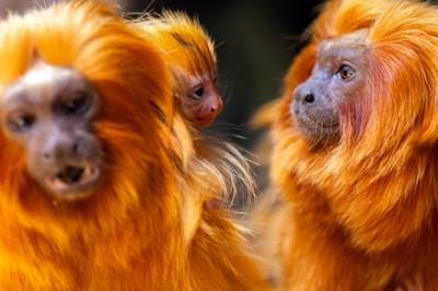Histórico nacimiento de tamarinos león dorado en Loro Parque del Puerto de la Cruz, Tenerife refuerza la conservación de la especie
