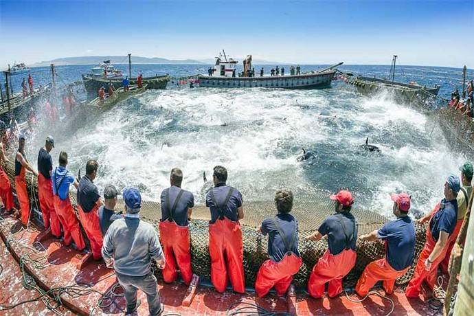 La Costa de Cádiz celebra en mayo la llegada del atún rojo  