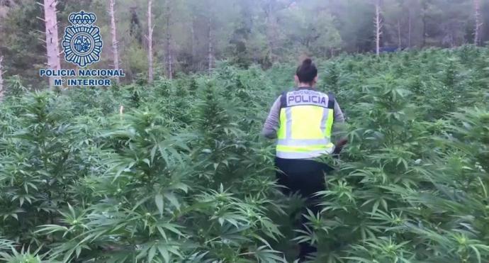 Policía de España desbarata red china que usaba “esclavos” para cultivar marihuana