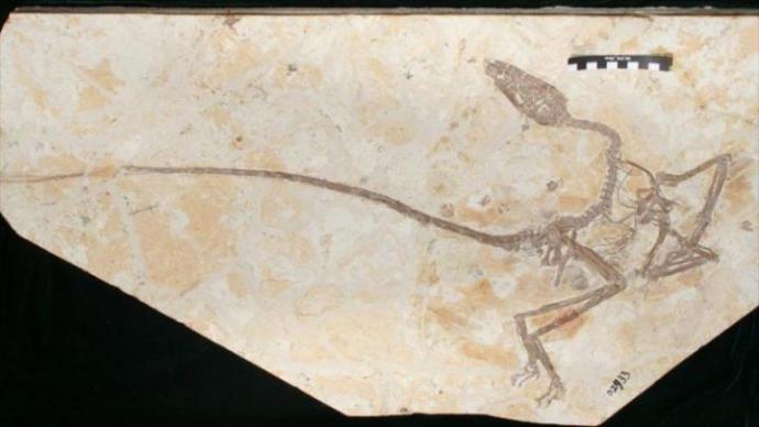 Hallan un ‘dragón danzante’ en China, especie de dinosaurio alado
