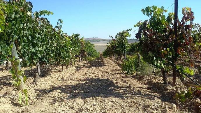 Viñedos Bodega Valdelosfrailes D.O. Cigales