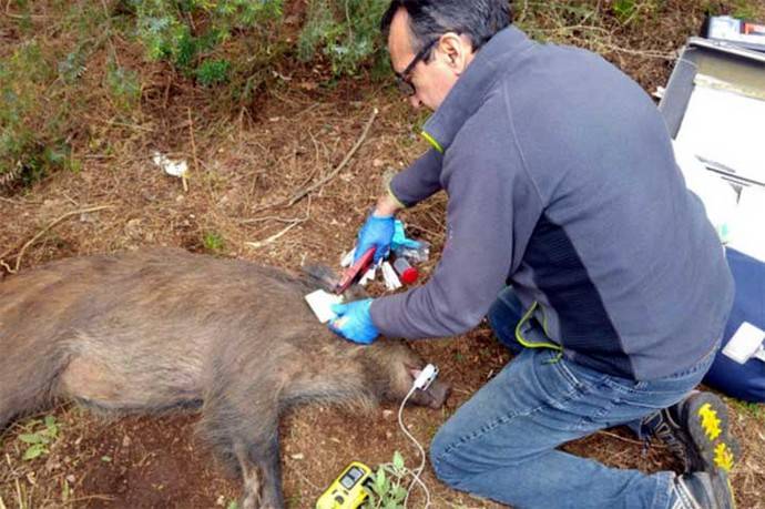 Un veterinario coloca un crotal en la oreja de un jabalí. / Grupo de Investigación sobre Infertilidad de la UAB