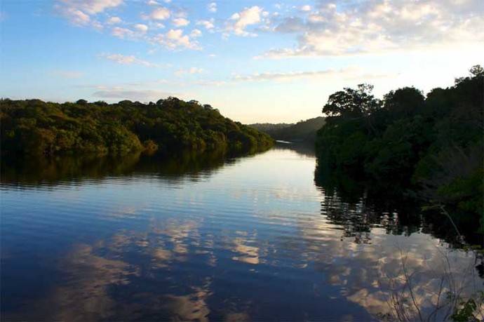 La primera lista de (casi) todas las especies de plantas de la Amazonia