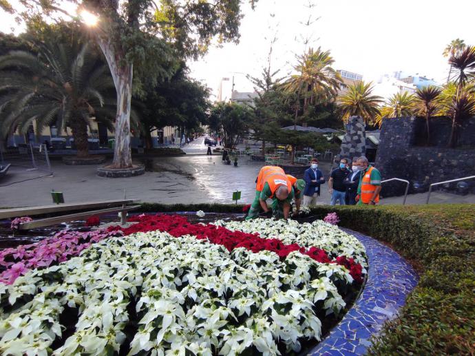 Cerca de 50.000 flores de pascua adornarán los jardines de los distritos de la ciudad de Santa Cruz de Tenerife