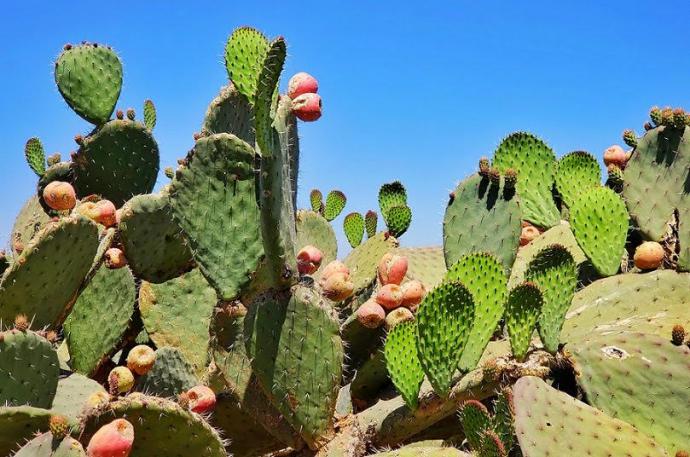 Nopal: Propiedades, beneficios y recetas