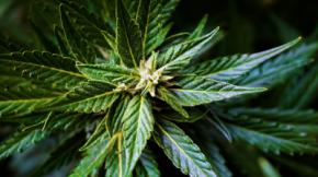 Flor de cáñamo con alto contenido de THCa: Guía del comprador