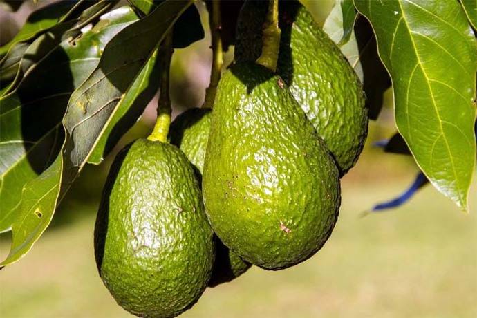 ¿Tratar el cáncer con cáscaras de las semillas de aguacate?