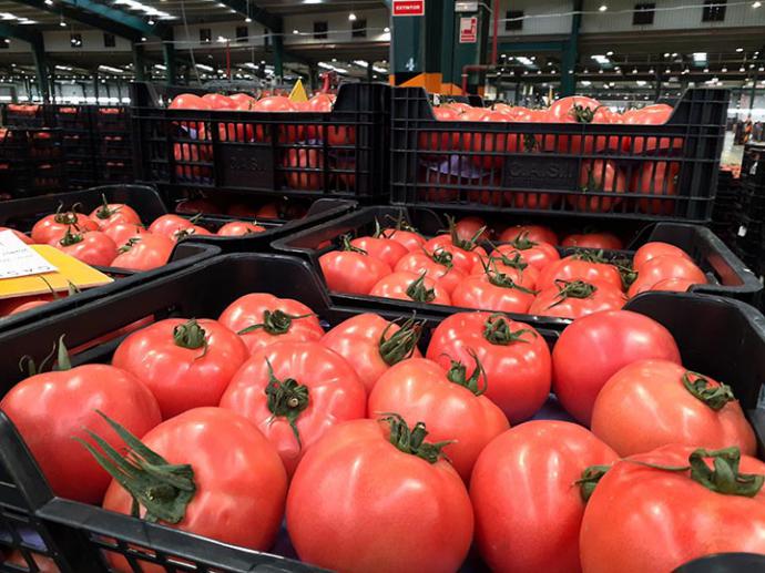 El tomate es uno de los principales productos hortofrutícolas de Almeria (foto: Alexandra Alvarado)