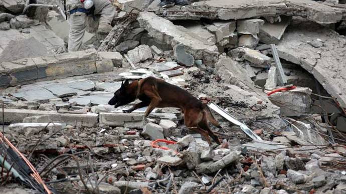 Instinto del perro Chichi muestra que milagros existen entre los escombros