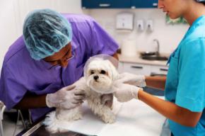 Servicios integrales para el cuidado especializado de mascotas en una misma clínica