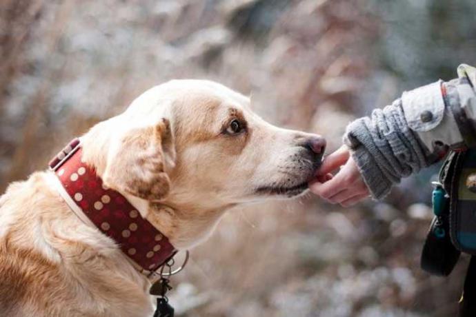 La artrosis canina, un dolor que se puede evitar 