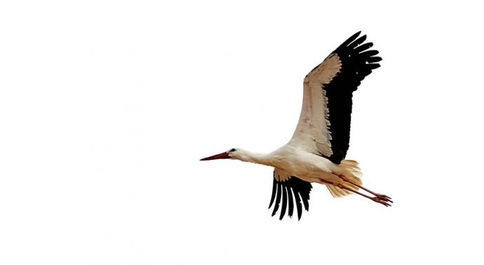 Puy du Fou España pretende concienciar sobre la necesidad de conservar y proteger los hábitats de las aves migratorias