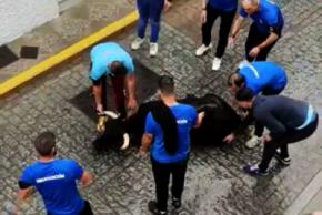 PACMA comparte un nuevo vídeo de maltrato a una vaquilla en las fiestas patronales de Alcalá de los Gazules