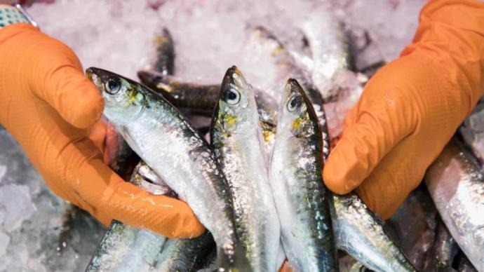 Sardinas y arenques, en peligro de extinción a causa del cambio climático