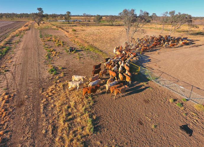 La sequía  y la agricultura intensiva (imagen de referencia)