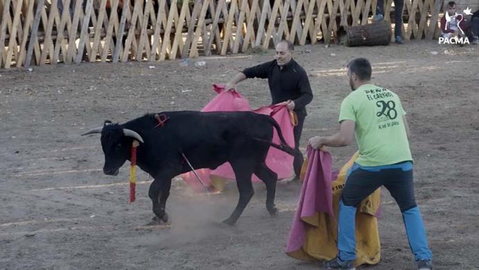 PACMA saca a la luz imágenes de una esperpéntica becerrada de aficionados en Vinuesa