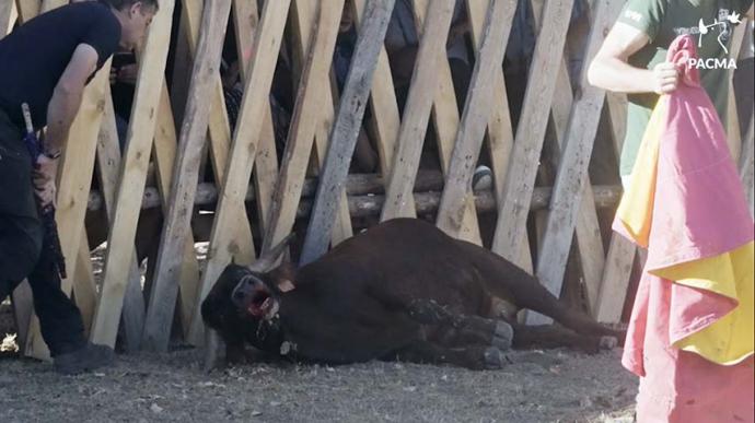 PACMA saca a la luz imágenes de una esperpéntica becerrada de aficionados en Vinuesa