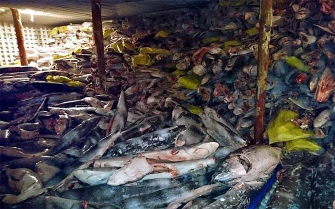 Barco chino fue interceptado en Galápagos con miles de tiburones muertos a bordo