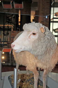 La oveja Dolly fue el primer mamífero en ser clonado a partir de una célula adulta