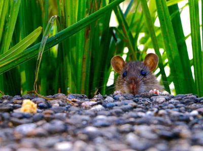 Los animales también buscan el calor del hogar en invierno