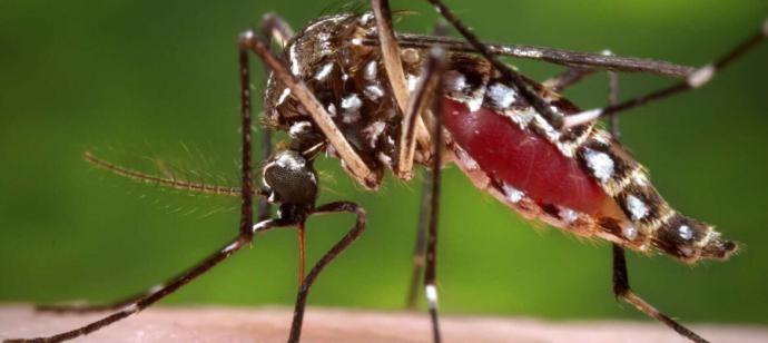 El dengue ha infectado a un millón de personas en Sudamérica