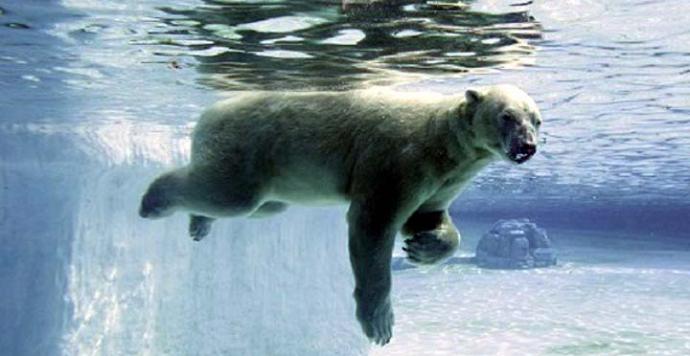 Muere Inuka, el único oso polar nacido en el trópico