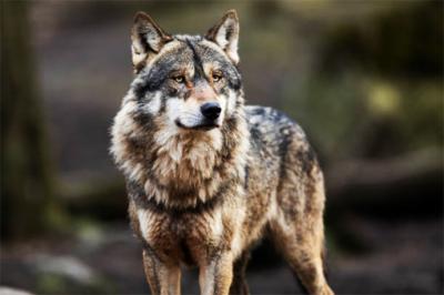 Más de 50 lobos habitan en el Parque Nacional de Picos de Europa