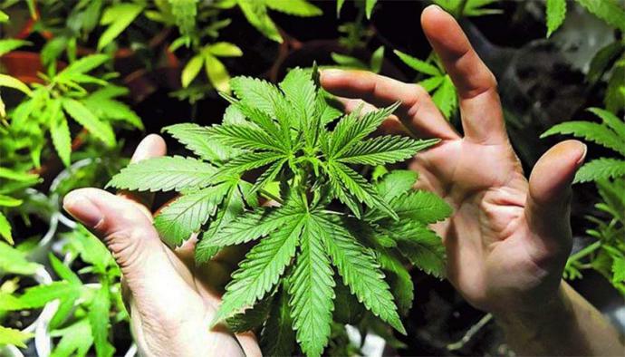 ¿Estás pensando en plantar Cannabis?, Te contamos como hacerlo 
